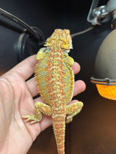 Load image into Gallery viewer, Hypo Citrus Female (Wanda)
