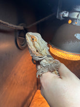 Load image into Gallery viewer, Normal Female (Sammy)
