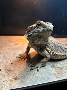 Rescue Female (Bea)