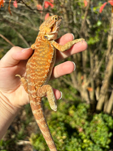 Orange Leatherback Female (Harley)