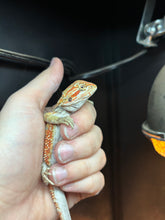 Load image into Gallery viewer, Male (Rio)
