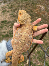 Load image into Gallery viewer, Adult Male (Henson)
