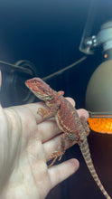 Load image into Gallery viewer, Red Monster Male (Cooper)
