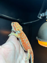 Load image into Gallery viewer, Orange Female (Becca)
