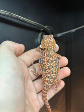 Load image into Gallery viewer, Leatherback Dunner Female (Cally)
