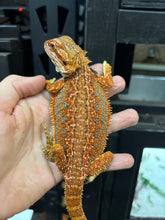 Load image into Gallery viewer, Orange Male (Pringle)
