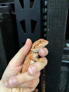 Leatherback Dunner Female (Wendy)