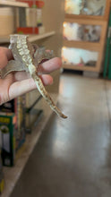 Load image into Gallery viewer, Female Crested Gecko "Kinky Tail" (Stella)
