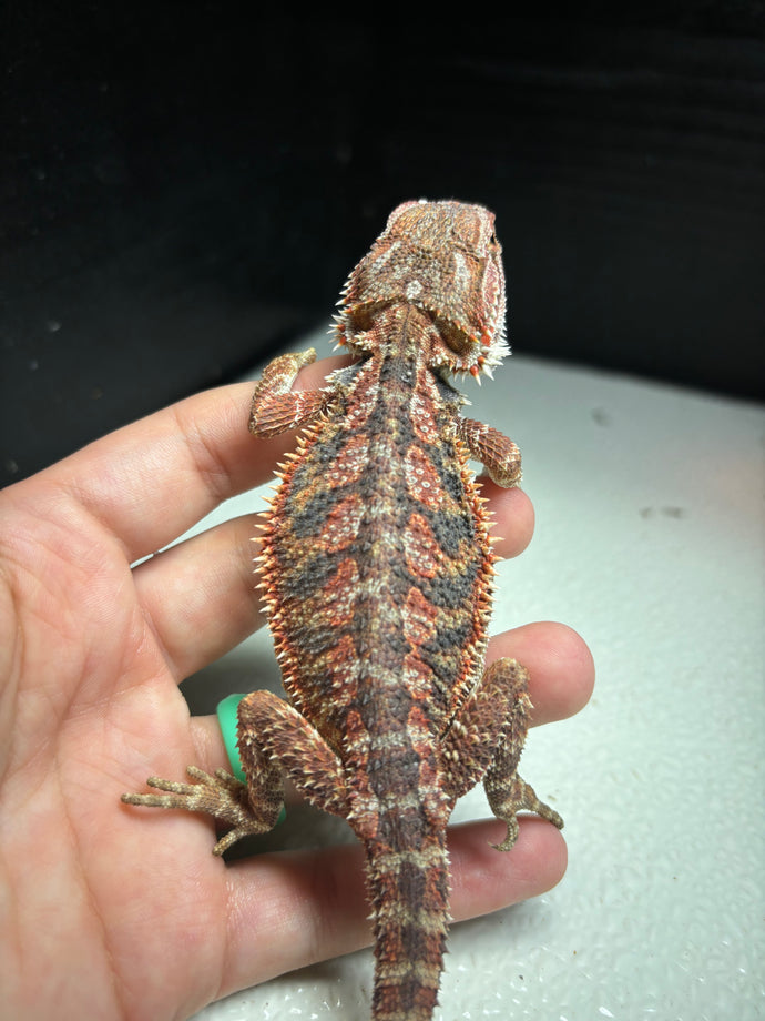 1/2 Red Monster Male (Ronald)
