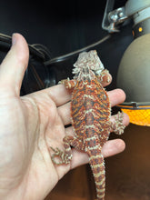 Load image into Gallery viewer, Female (Ellie)
