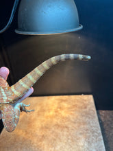 Load image into Gallery viewer, Leatherback Female (Becky)
