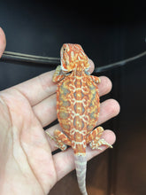 Load image into Gallery viewer, Leatherback Male (Bean)
