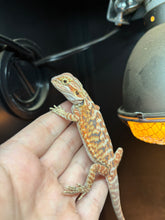 Load image into Gallery viewer, Leatherback Possible Female (Zoey)
