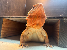 Load image into Gallery viewer, Adult Translucent Female
