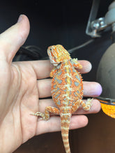 Load image into Gallery viewer, Blue bar possible Female (Lilly)
