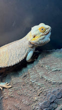Load image into Gallery viewer, RESCUE SPICY Male (Frank)
