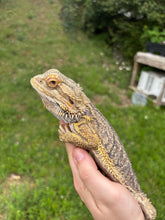 Load image into Gallery viewer, RESCUE Normal Male (Burt)
