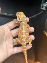 Load image into Gallery viewer, Male (Boe)
