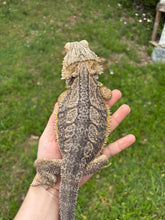 Load image into Gallery viewer, RESCUE Normal Male (Burt)
