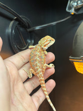 Load image into Gallery viewer, Citrus Possible Male (Ricky)
