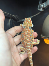Load image into Gallery viewer, Orange Male (Joe)
