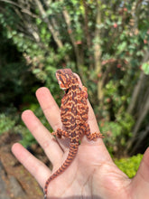 Load image into Gallery viewer, Leatherback Red Monster Male (Asher)￼￼

