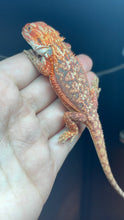 Load image into Gallery viewer, Female Dunner (Bri)
