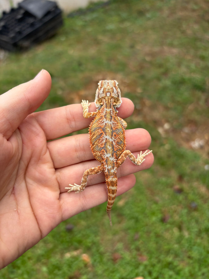 Possible Female (Sophia)