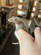 Load image into Gallery viewer, Female Crested Gecko "Kinky Tail" (Stella)
