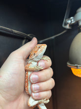 Load image into Gallery viewer, Hypo Dunner Male (Bagel)
