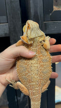 Load image into Gallery viewer, Spicy Female (Diva)
