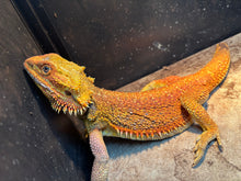 Load image into Gallery viewer, Dunner Male (Bruno)
