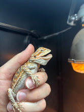 Load image into Gallery viewer, Rescue Male (Read Description)
