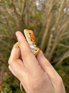 Orange Blue Bar Female (Val)