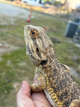 Load image into Gallery viewer, Rescue Male (Gerald)
