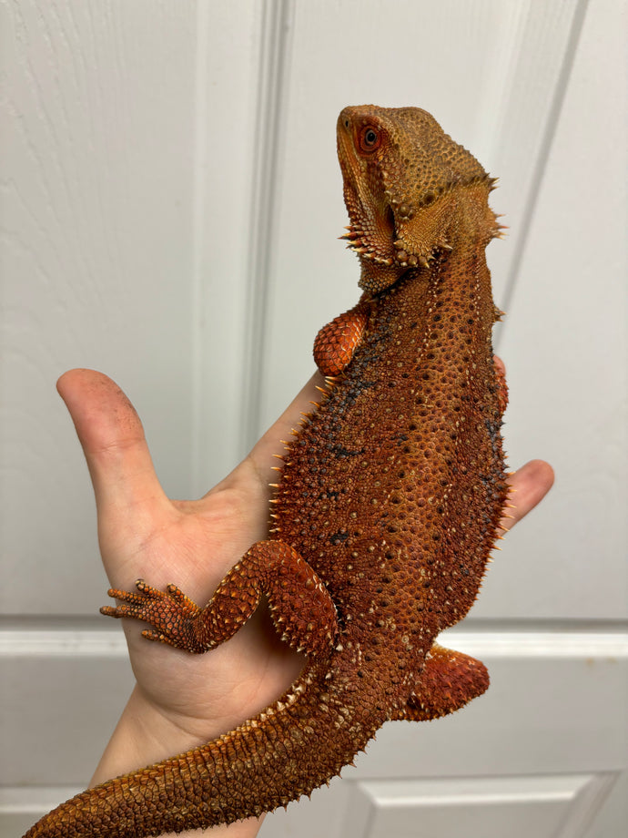 1/2 red monster dunner male (Kai)