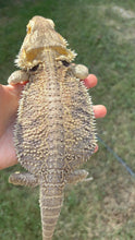 Load image into Gallery viewer, RESCUE Male (Chad)
