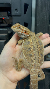Normal Female (Brenda)