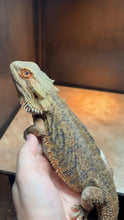 Load image into Gallery viewer, RESCUE Female (Scarlett)
