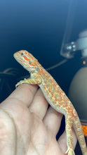 Load image into Gallery viewer, Orange Hypo Female (Trina)
