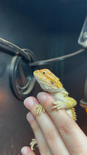 Load image into Gallery viewer, Hypo Citrus Female (Wanda)
