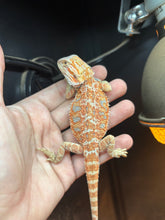 Load image into Gallery viewer, Hypo Female (Claire)
