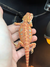 Load image into Gallery viewer, Red/Orange Female (lilly)
