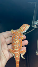 Load image into Gallery viewer, Orange Hypo Female

