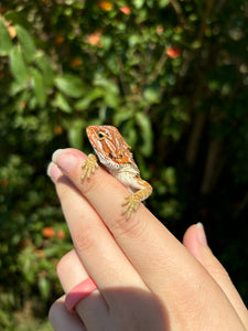 Half Red Monster Male (Loki)