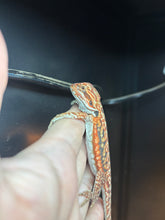 Load image into Gallery viewer, Leatherback Dunner Female (Mandy)
