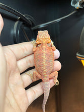 Load image into Gallery viewer, Red Translucent Possible Female (Mandy)
