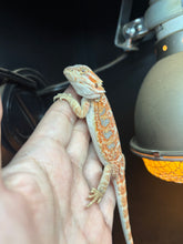 Load image into Gallery viewer, Hypo Female (Claire)
