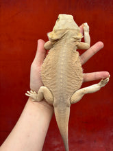 Load image into Gallery viewer, Leatherback Witblit Female (Fiona)
