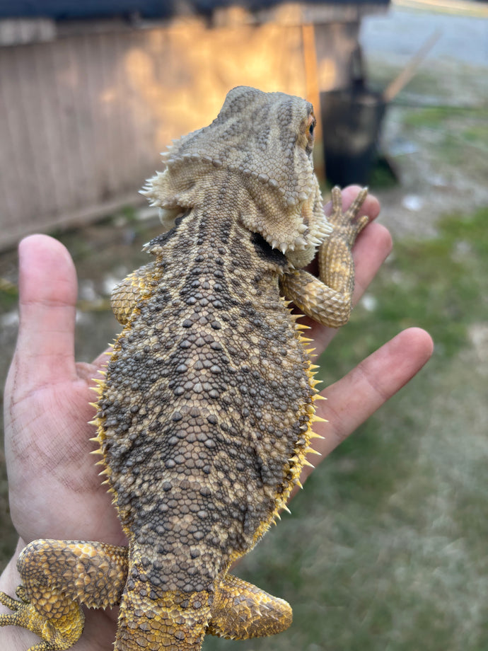Rescue Male (Gerald)